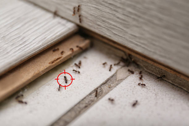 Best Mosquito Control Services  in Sea Breeze, NC