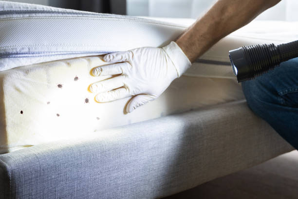 Best Cockroach Control Services  in Sea Breeze, NC