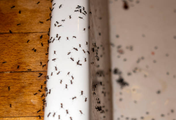 Best Emergency Pest Control  in Sea Breeze, NC