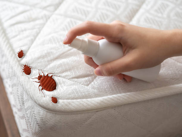 Best Affordable Pest Control Services  in Sea Breeze, NC