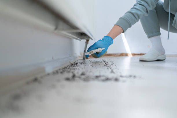 Reliable Sea Breeze, NC Pest Control Solutions